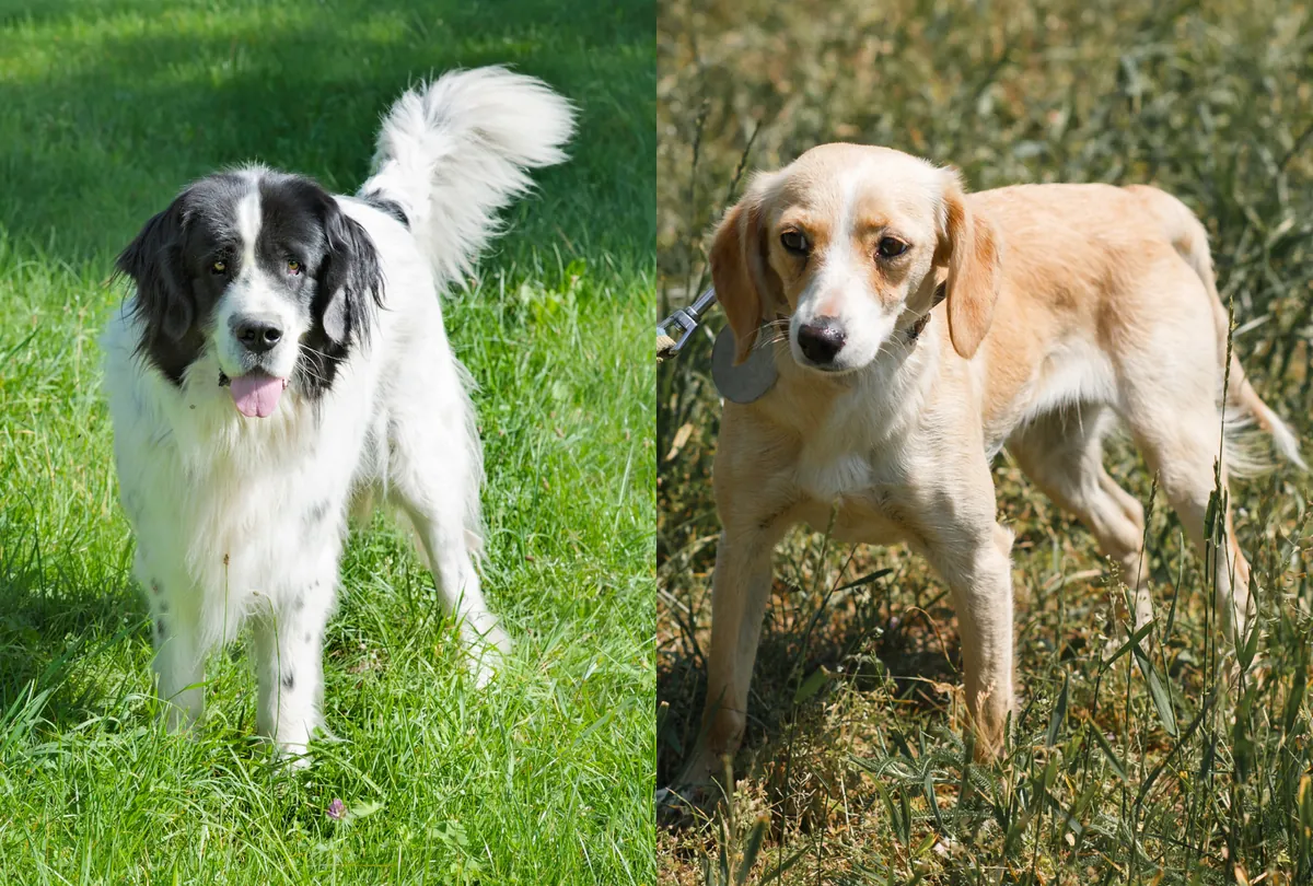 Two dogs side by side, black and white Springer Spaniel and tan Labrador.