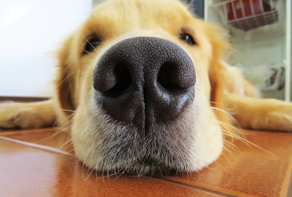Yellow Labrador's black nose in extreme close-up showing texture and facial features.