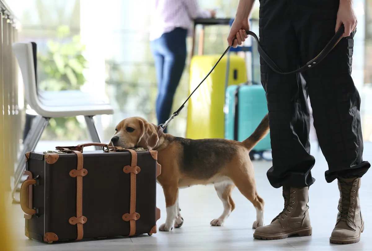 Brown and tan Beagle standing beside a vintage brown suitcase with leather straps.
