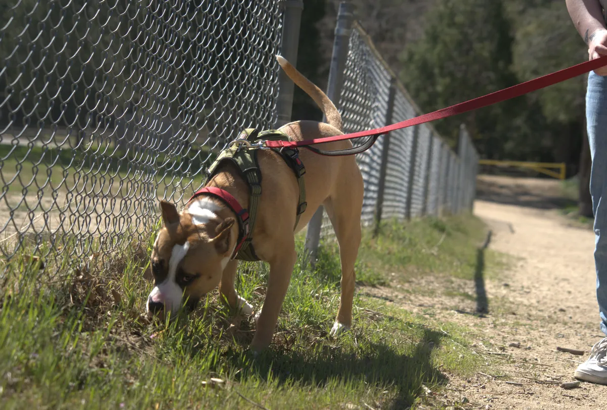 Brown and white dog with red leash sniffing along chain-link fence in field.