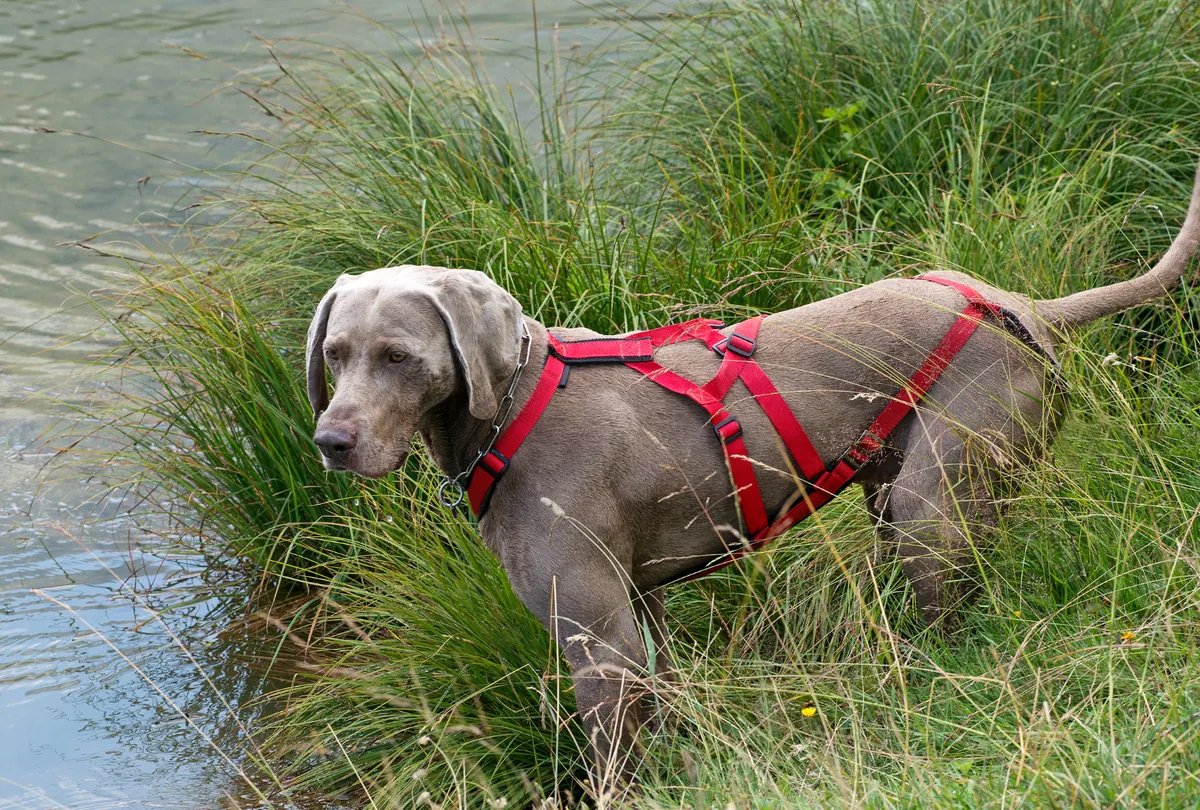 Gray Labrador in water wearing red harness standing among tall marsh grass and reeds.