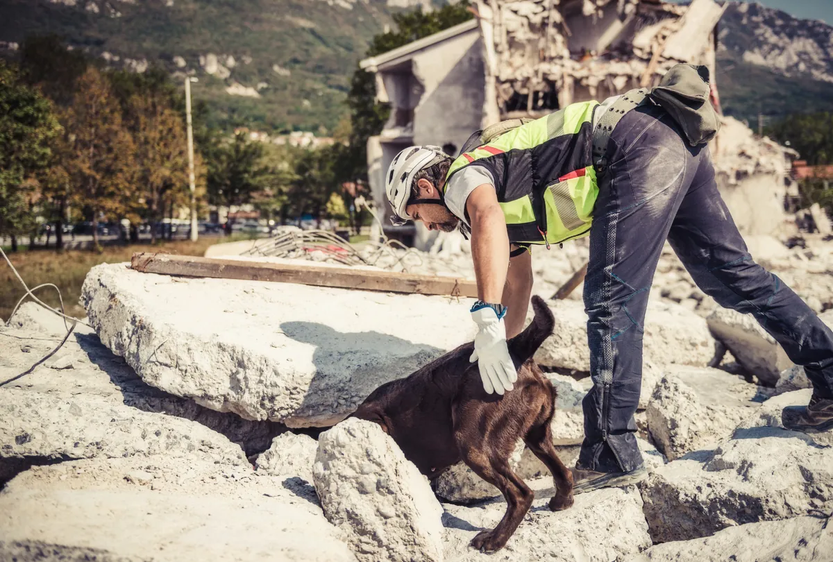 Rescue worker in safety gear examining a brown dog amid concrete rubble and debris.