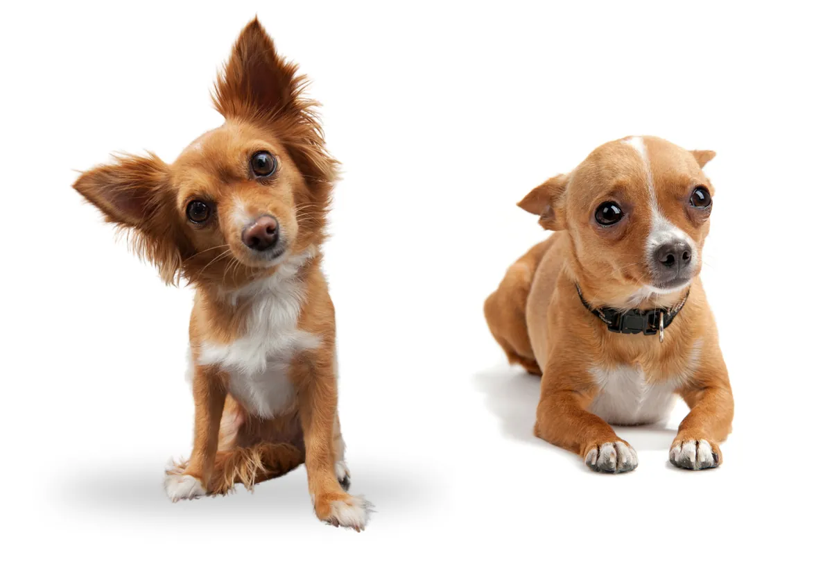 Small tan and white Chihuahua and brown mixed-breed Chihuahua on white backdrop.