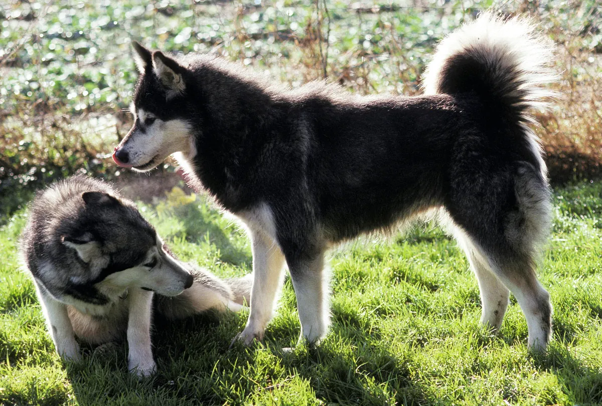 Two black and white Huskies in a field, one lying down and one standing alert.
