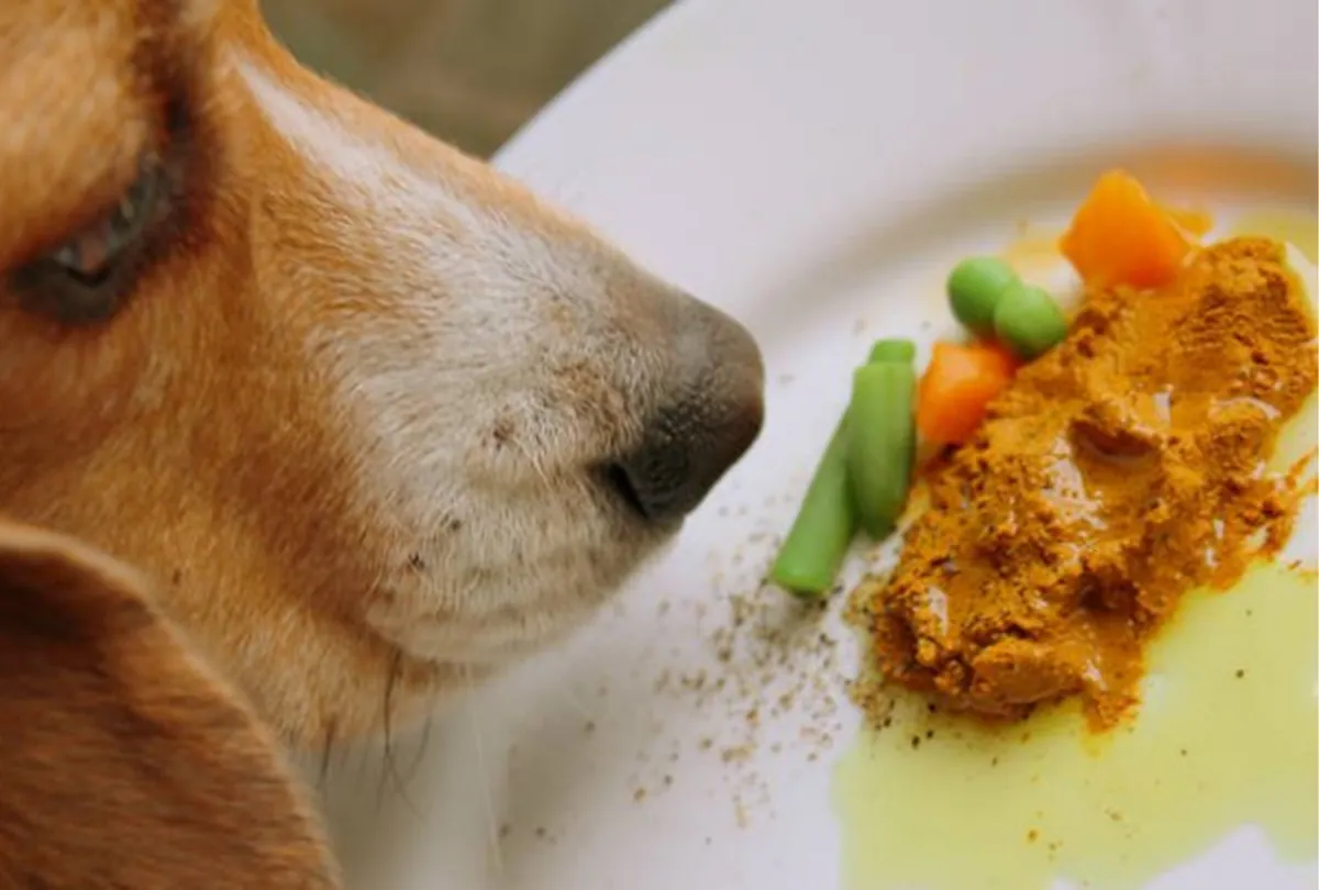 Brown dog sniffing a plate containing turmeric-covered food with vegetables and spices.