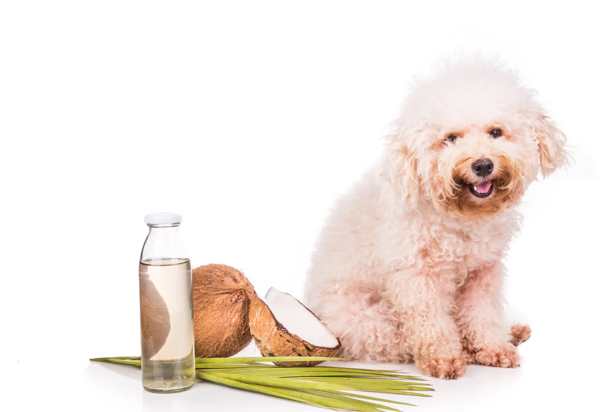 Cream poodle sitting with supplements, coconut water and natural ingredients.