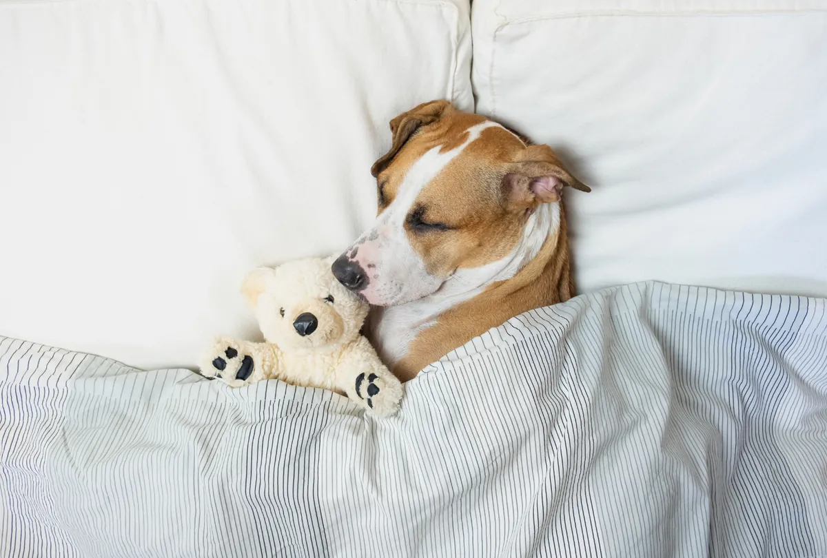 Can Dogs Dream? Unveiling the Mysteries of Canine Sleep