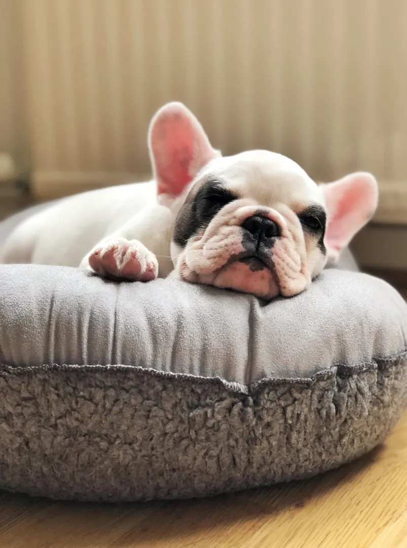 French Bulldog puppy peacefully sleeping in a cushioned dog bed.