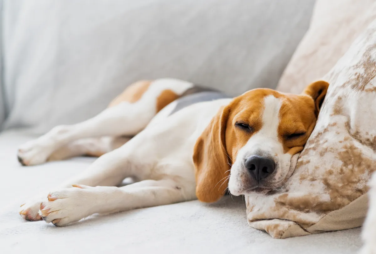 Brown and white Beagle sleeping peacefully on a soft white blanket.