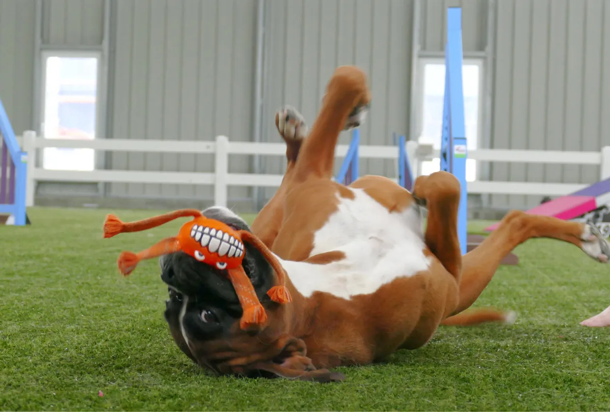 Chocolate and white dog playing with an orange toy in grass.