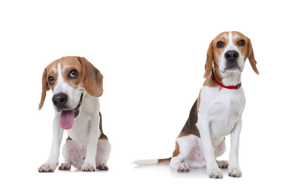 Two brown and white Beagle hound dogs sitting side by side on white backdrop.