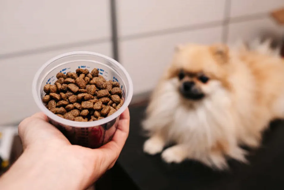 Golden Retriever's paw being held with a supplement capsule nearby.