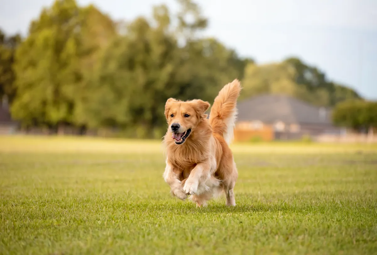 Golden Retriever running joyfully through a grassy field.