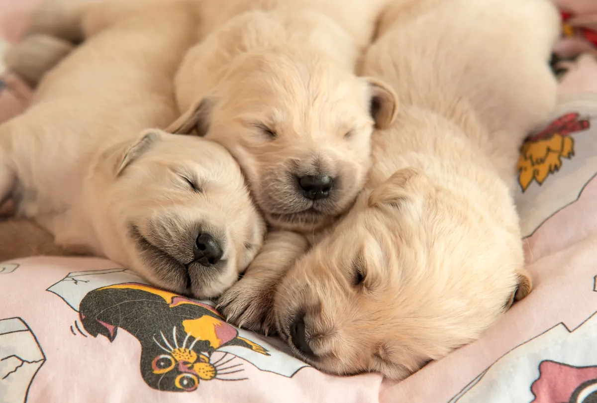Three white Labrador puppies sleeping together on patterned fabric.