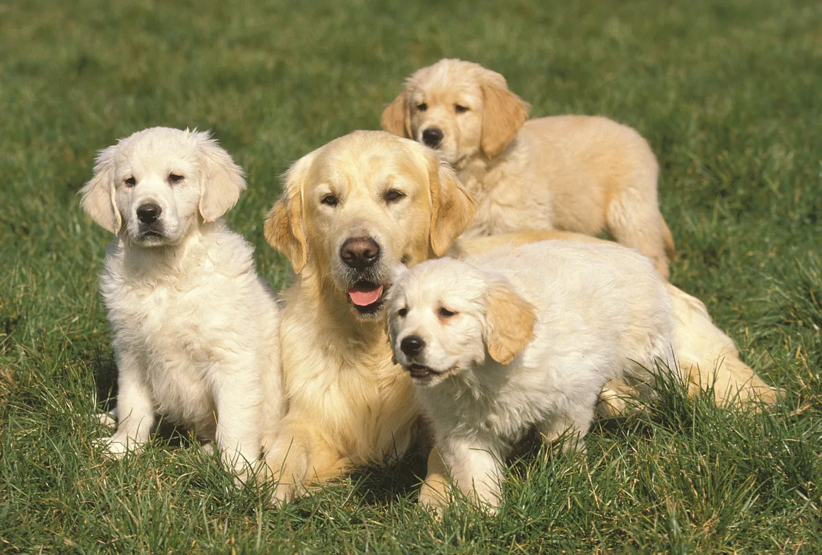Three cream Labrador Retrievers with blue bandanas outdoors.