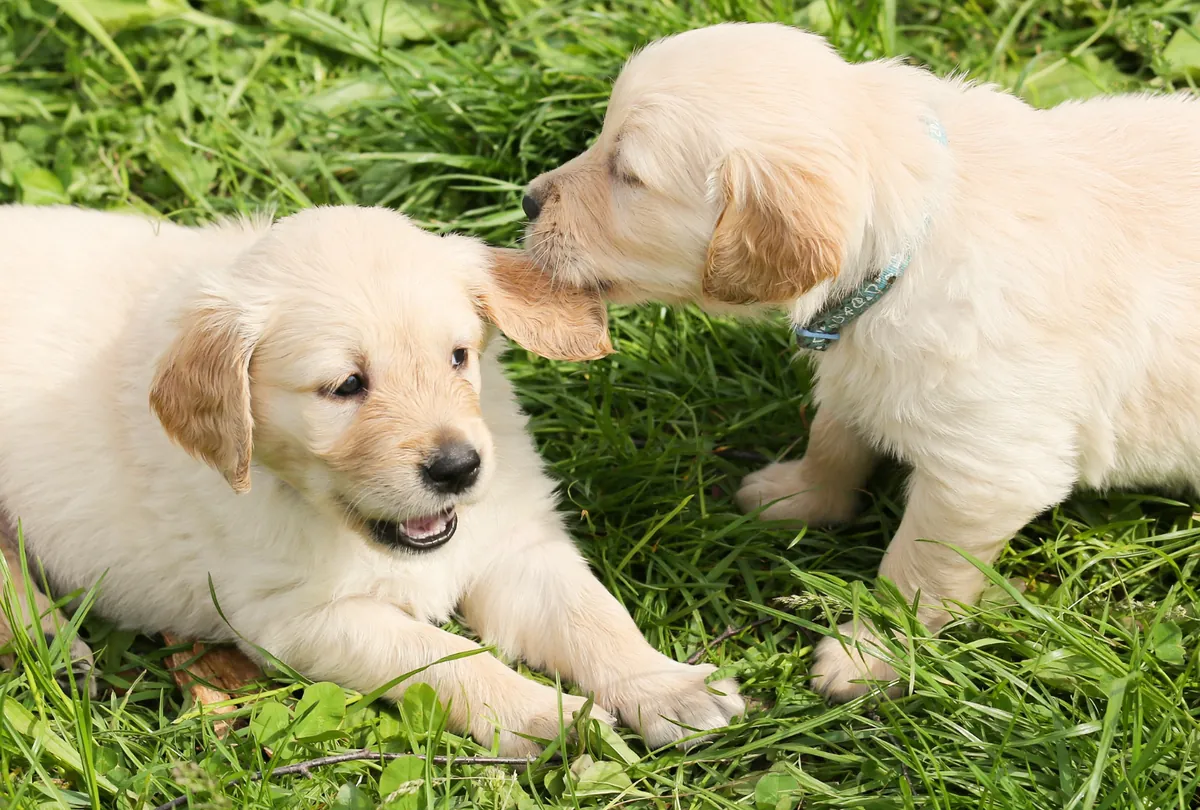 Two children playing puzzle game with cream Labrador on floor.