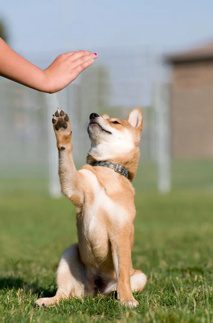 Child's hand high-fiving a happy brown and white dog outdoors.
