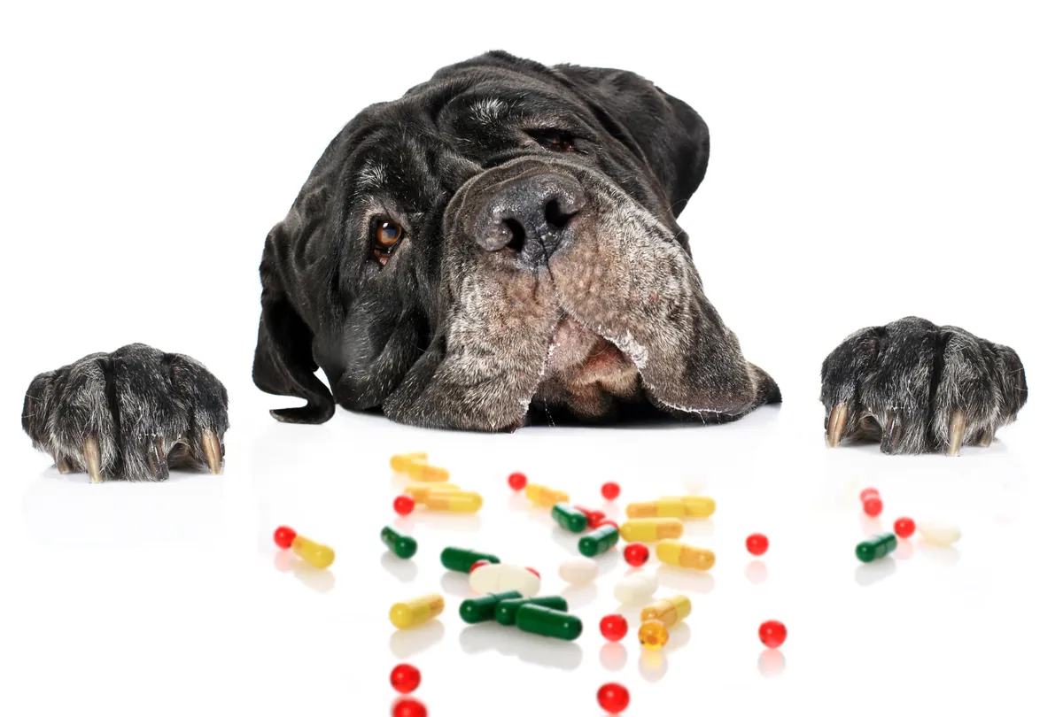 Senior dog with graying muzzle surrounded by colorful supplement pills.