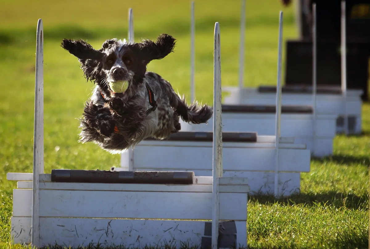 Black and white Springer Spaniel jumping over agility obstacle.