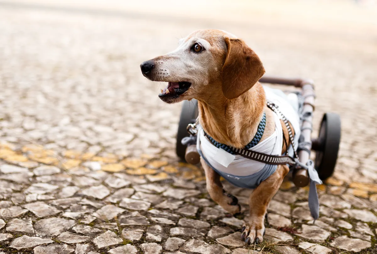 Brown Dachshund wearing mobility wheelchair harness on cobblestones.