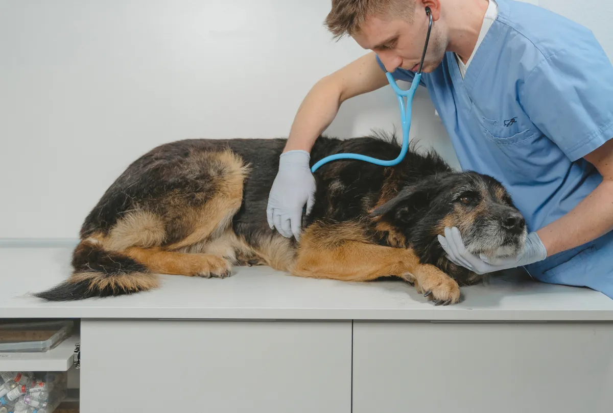 Veterinarian examining German Shepherd's chest with stethoscope.