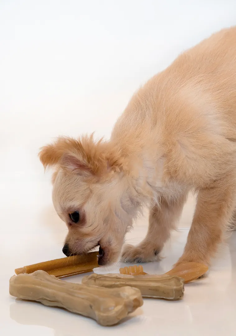Yellow Labrador contentedly chewing on a natural dog treat bone.