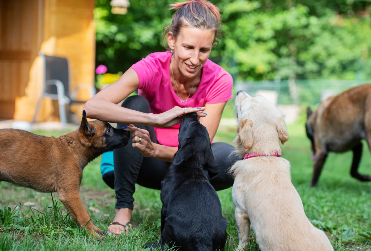 Woman trainer working with multiple puppies in outdoor setting.