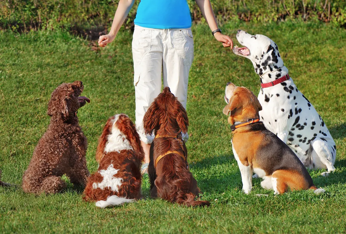 The Art of Dog Training: Positive Reinforcement Techniques