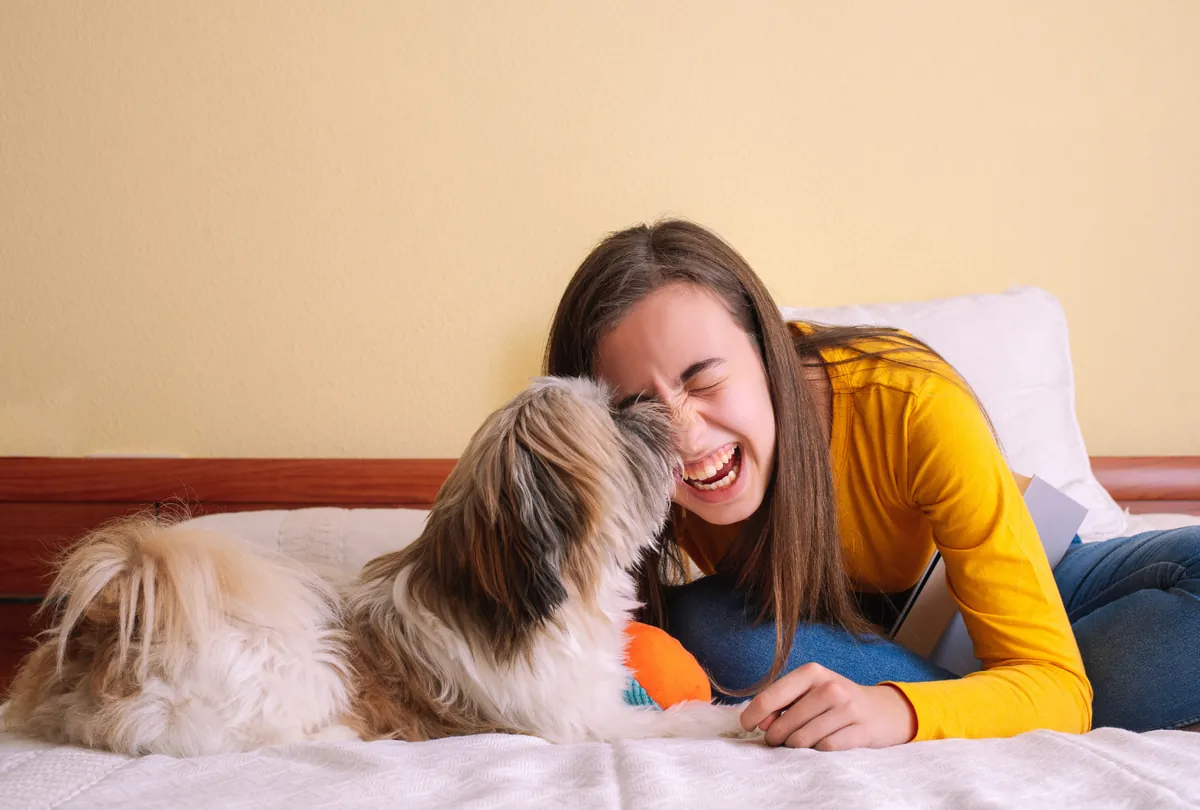 Woman interacting and playing with brown and white dog together.