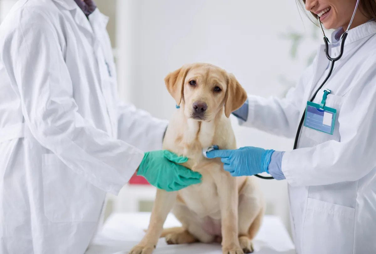 Veterinarian examining yellow Labrador with stethoscope in clinic.