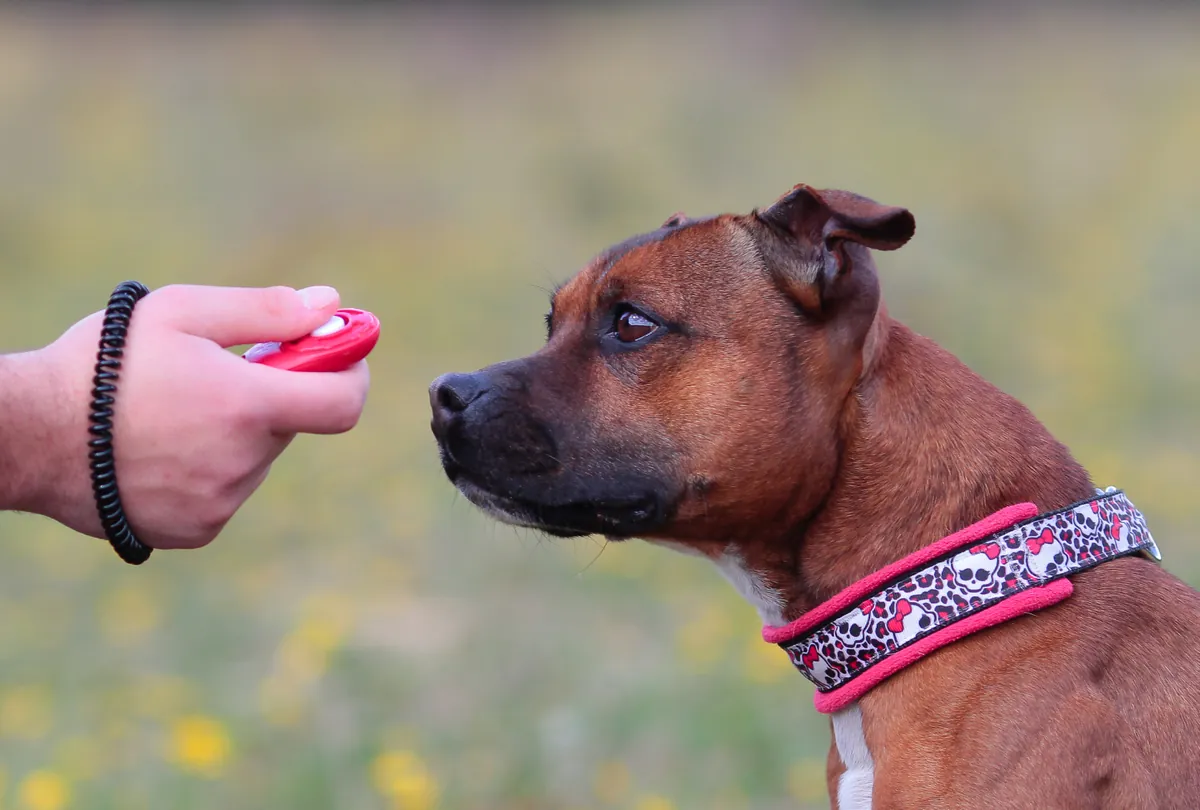 Red and brown dog watching woman hold pink dog training clicker.