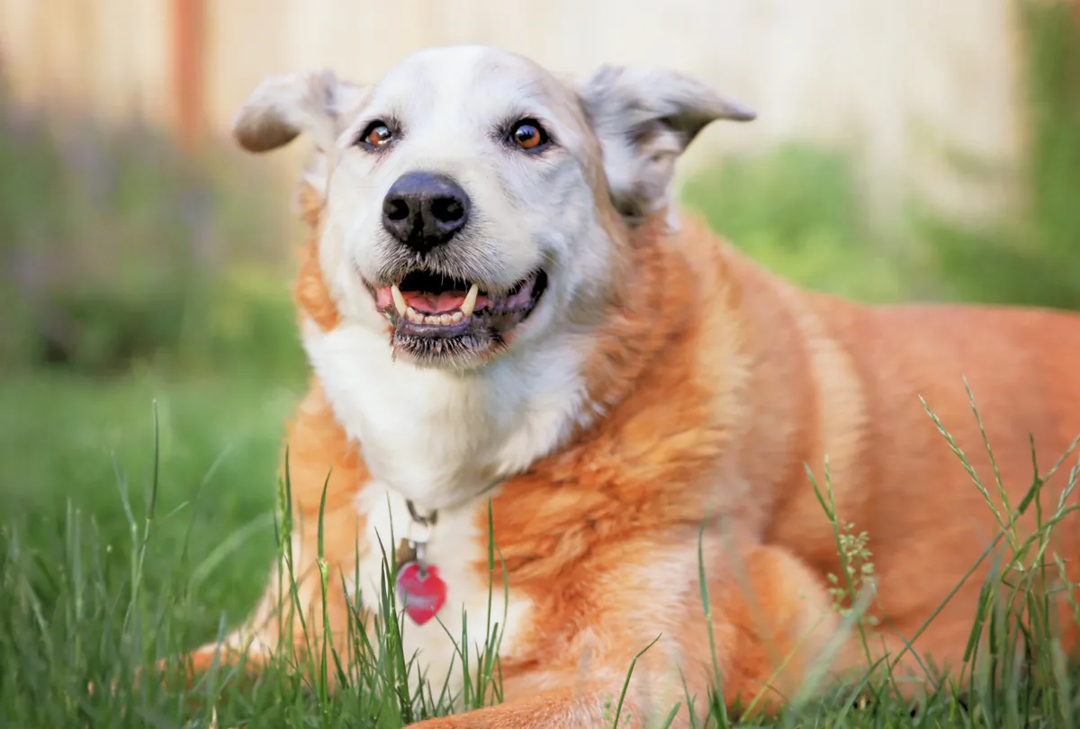 Old Souls: Caring for Senior Dogs