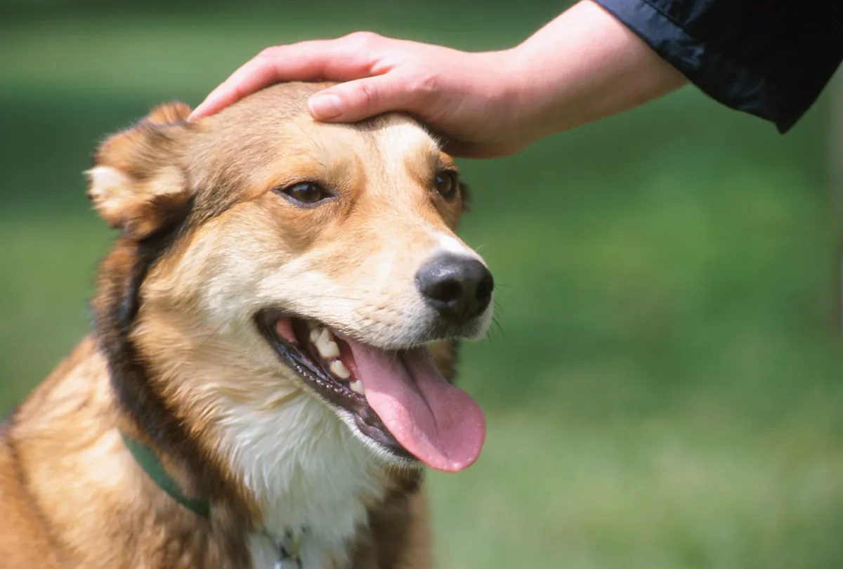 Woman's hand petting happy mixed breed dog during outdoor walk.