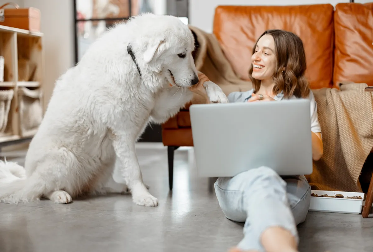 Large white dog sitting beside woman with laptop indoors