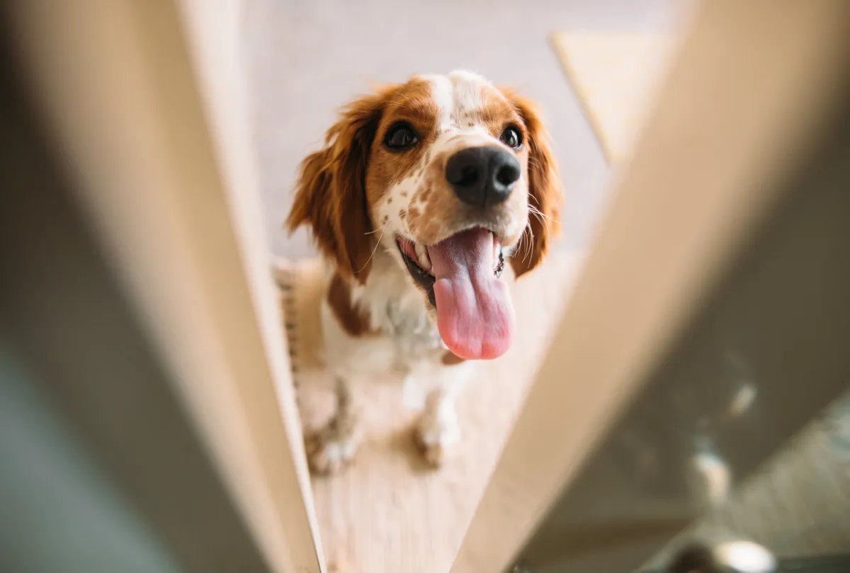 Orange and white spaniel with tongue out in bright indoor setting