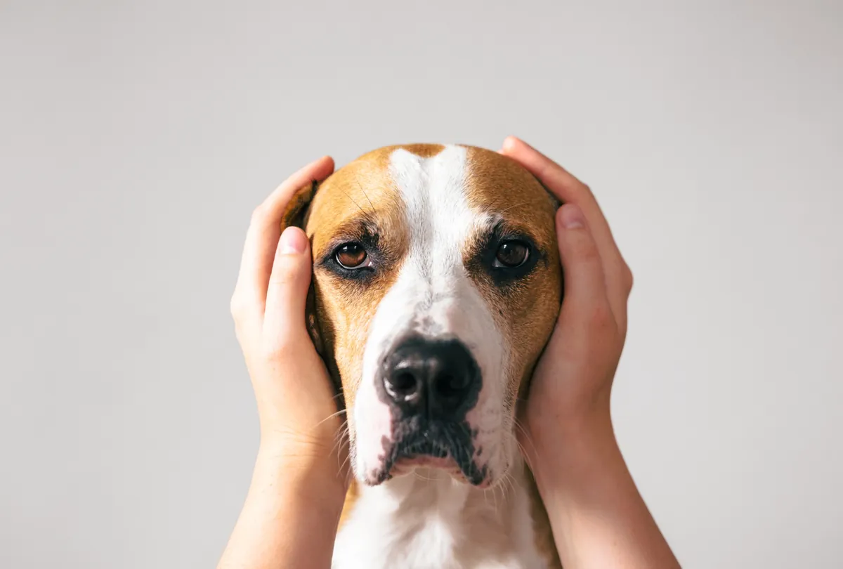 Brown and white dog's face held gently in hands with anxious expression