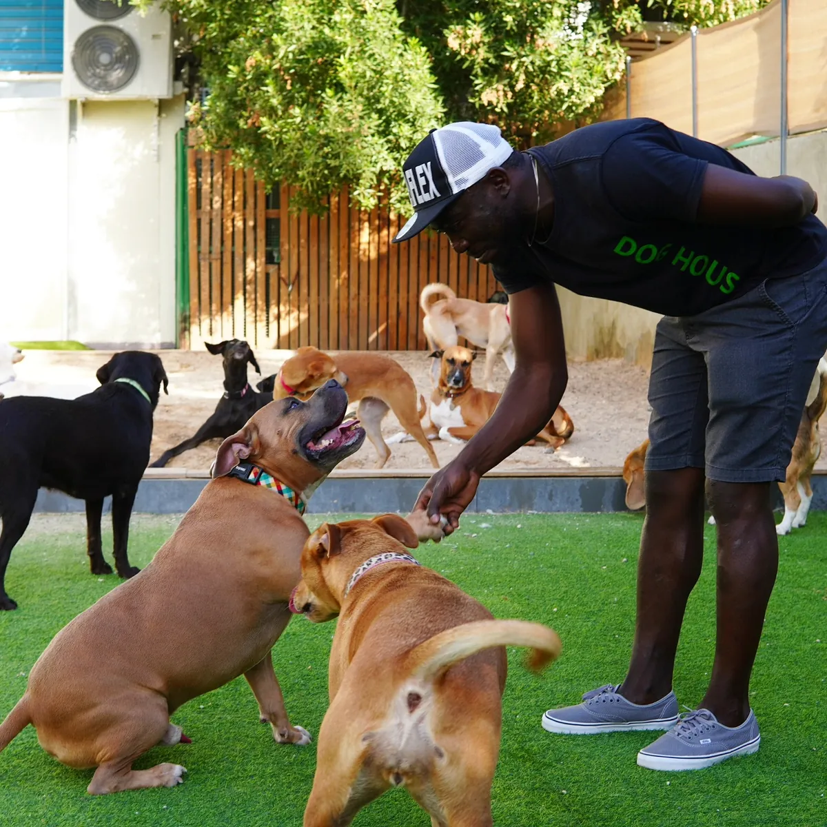Caregiver playing with multiple dogs on grassy yard