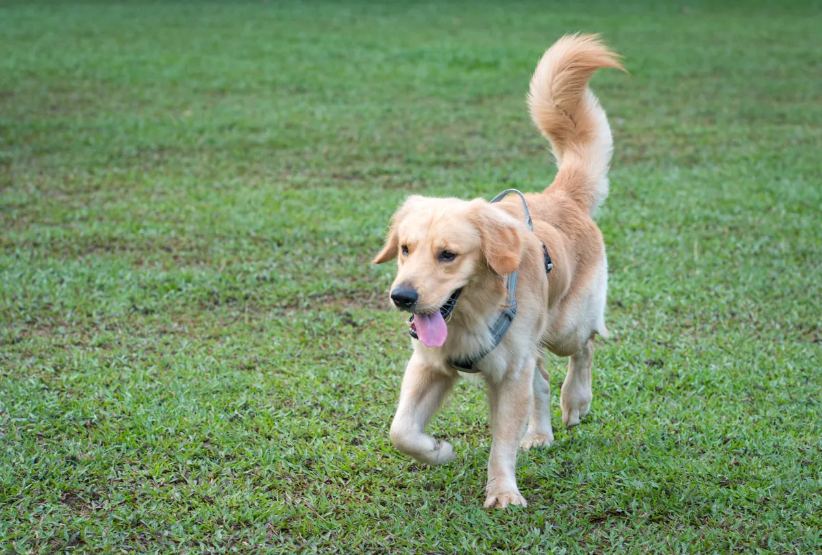 Cream colored labrador standing on grass with tail raised