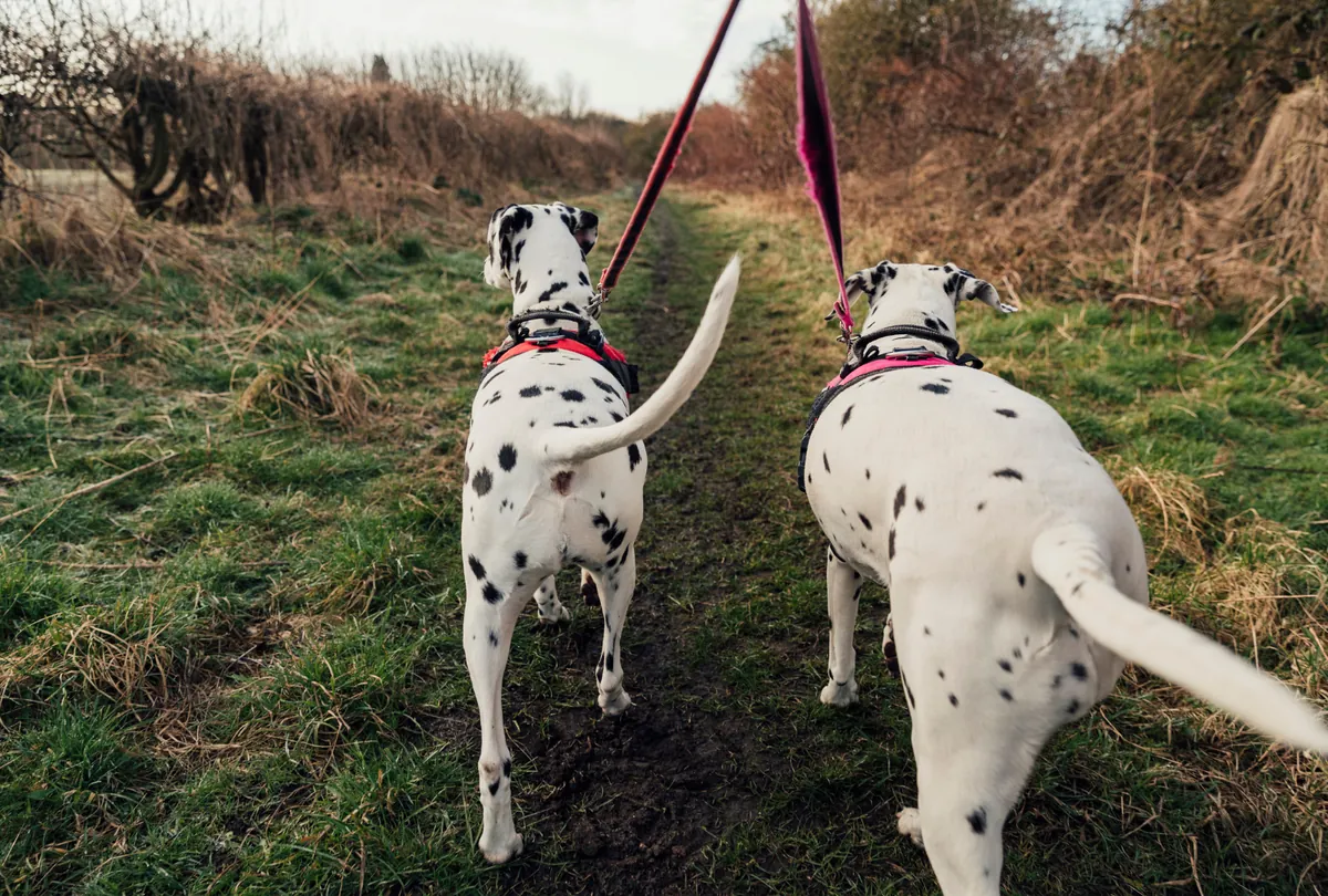 Two white spotted dogs on purple leashes walking on dirt path