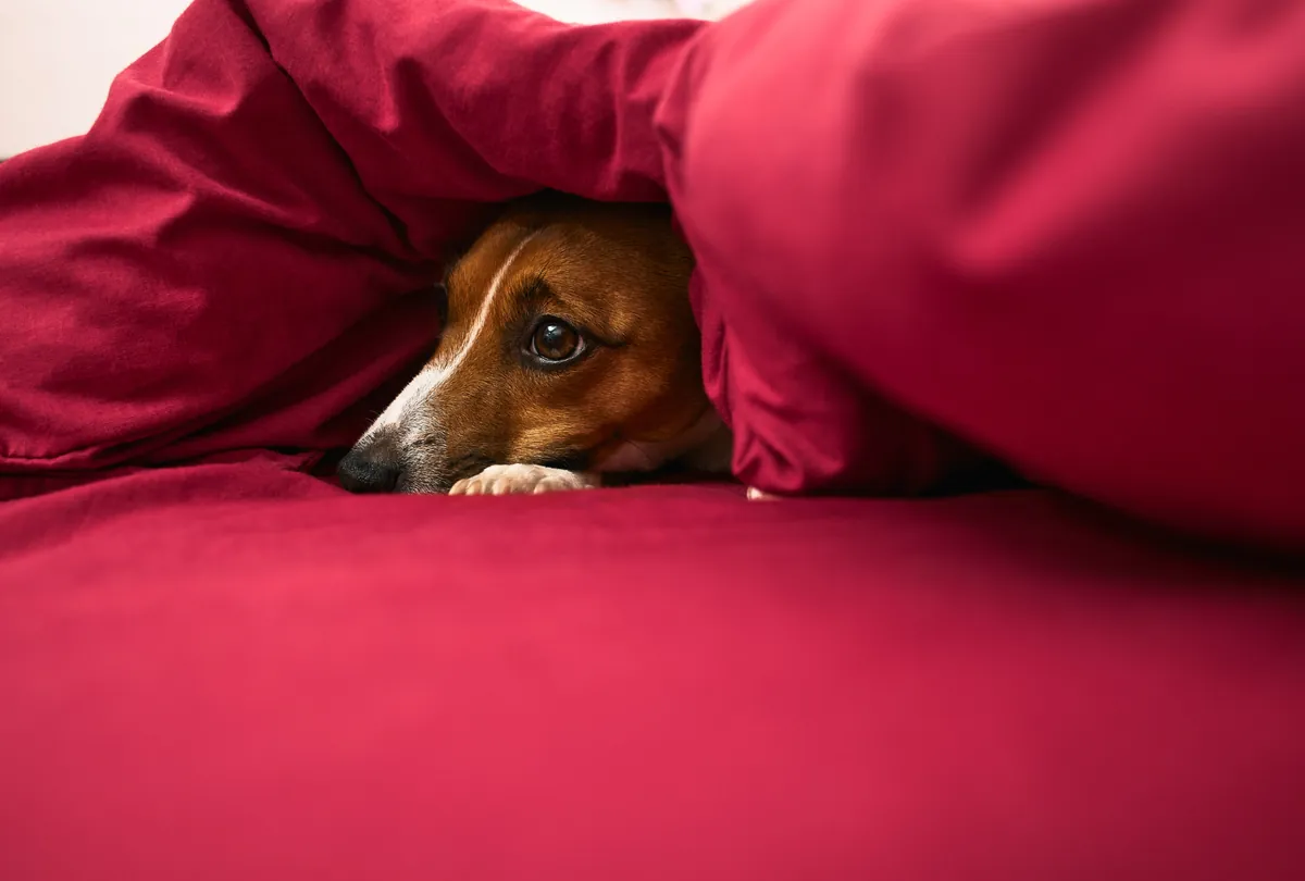 Brown dog with white paws under red blanket, looking anxious