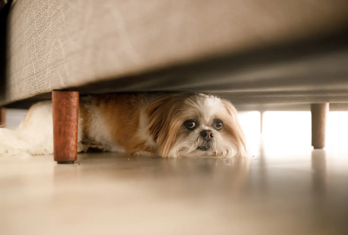 From Fear to Cheer: Overcoming Dog Anxiety and Phobias