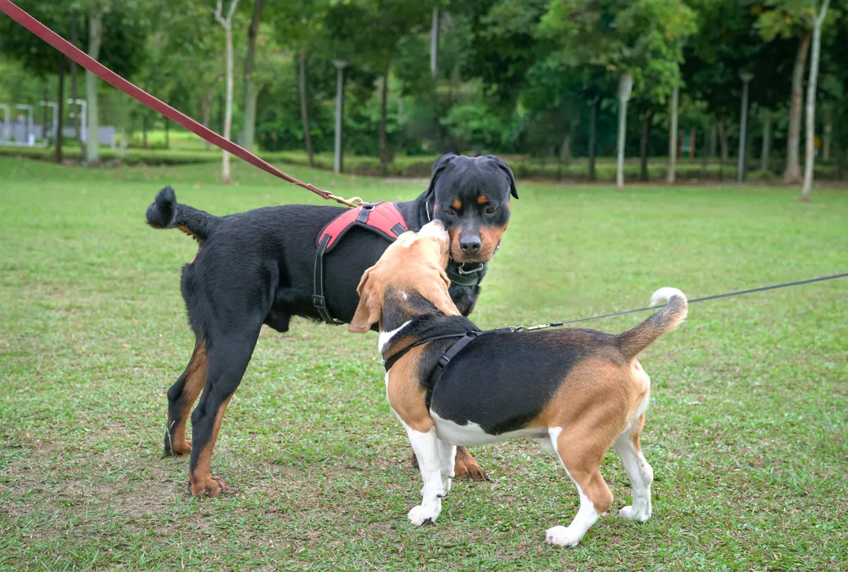 Black doberman and brown dog sitting together on grass