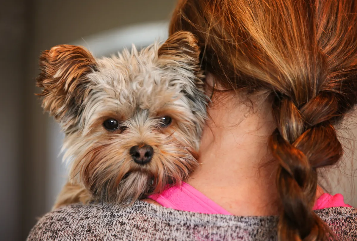 Small tan and white fluffy dog held by woman in pink top