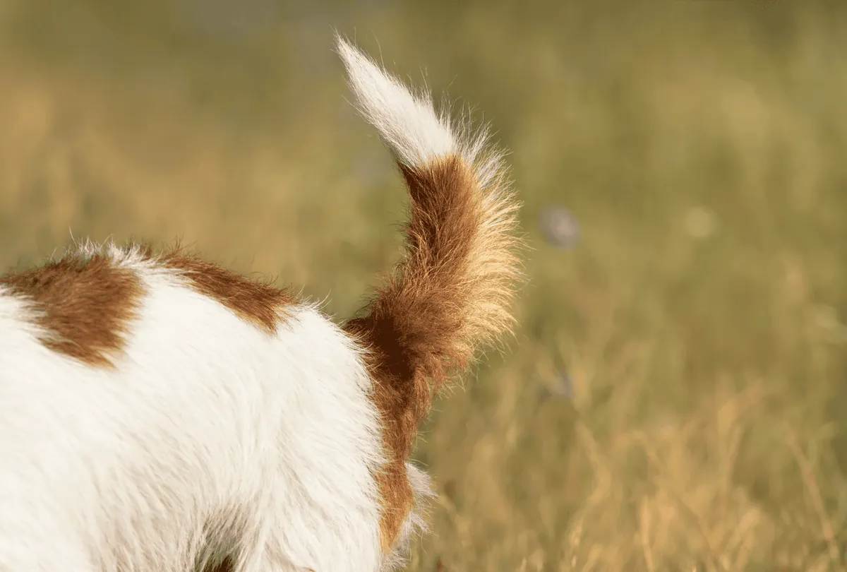 The Tale of Tails: Discover Your Dog’s Tail Language