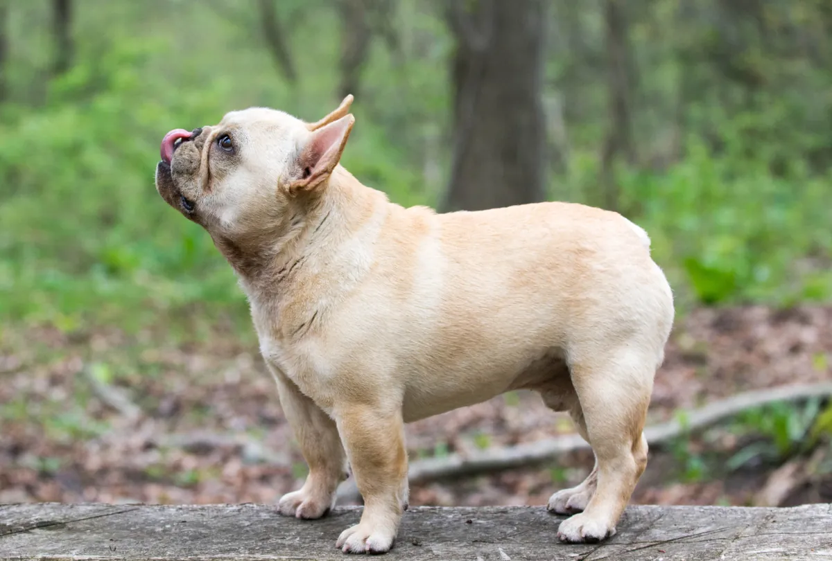 Tan brown dog looking upward against blurred green background