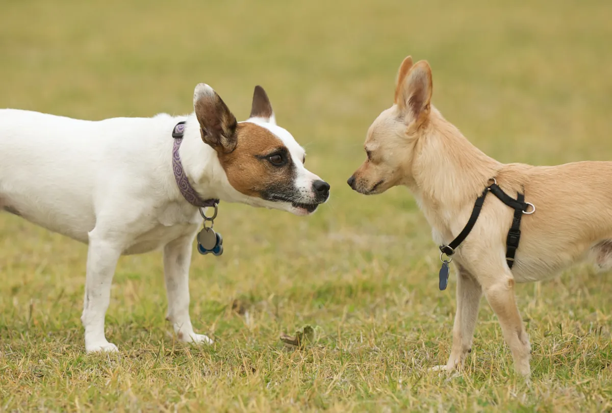 Safe Dog Socialization: Introducing Your Dog to New Friends