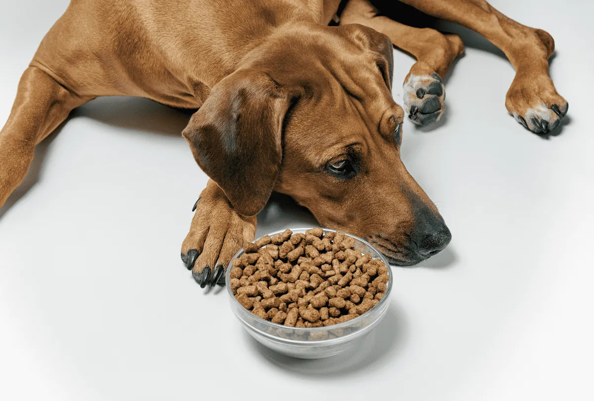 Brown dog eating kibble from steel bowl on bathroom scale