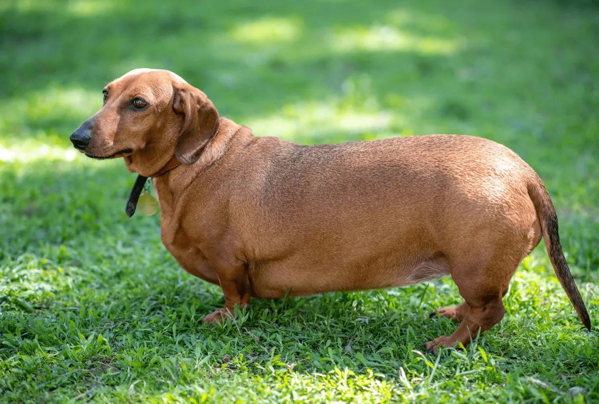 Best Low-Calorie Dog Snacks for Overweight Dogs