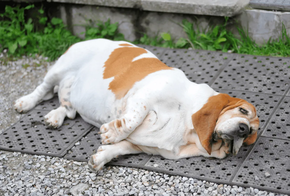 Brown and white dog lying down resting on dark mat