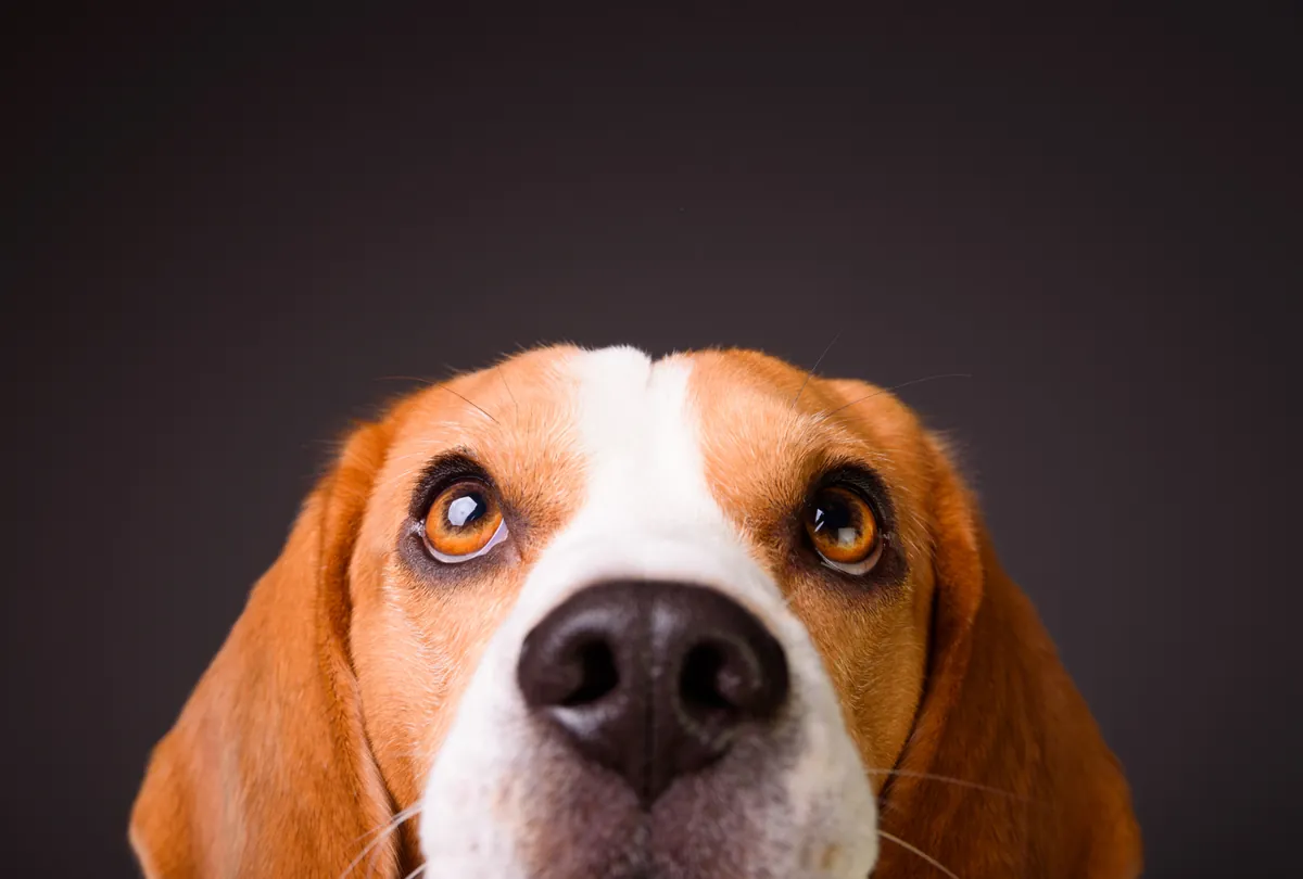 The World Through Their Eyes: How Dogs See the World